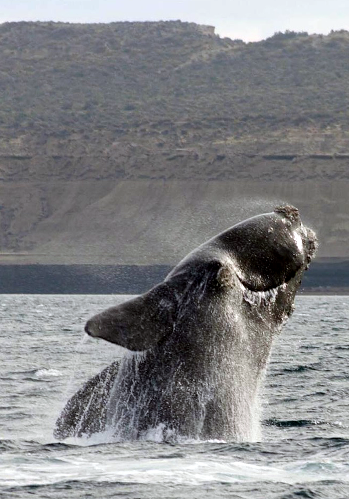 baleine-noire